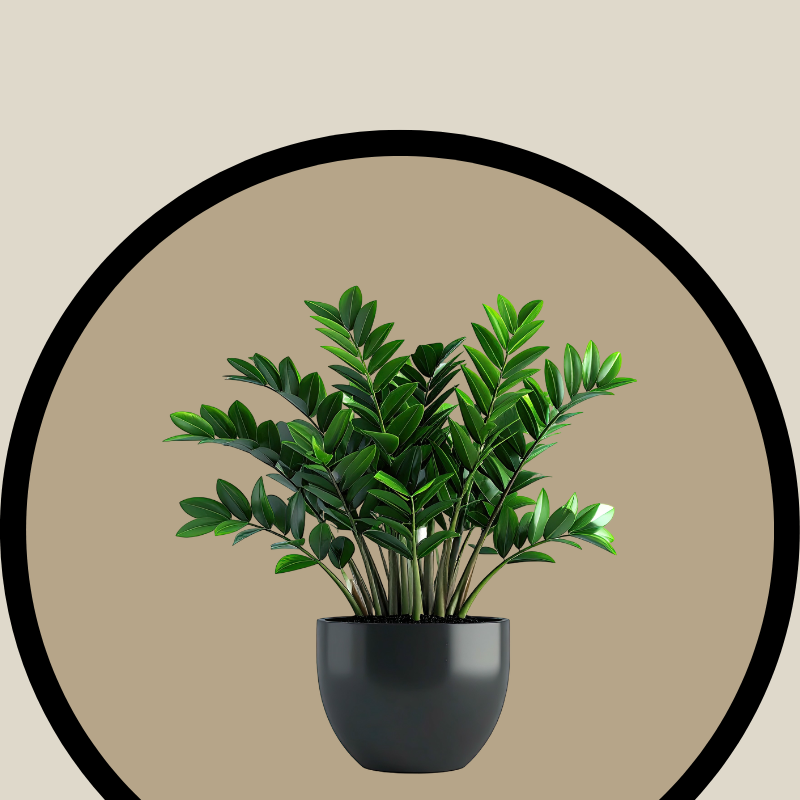 Plants