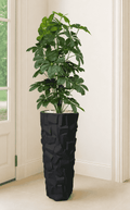 Cheecho Plant (AP102)