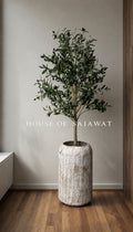 (PA1010) Olive Plant With Planter