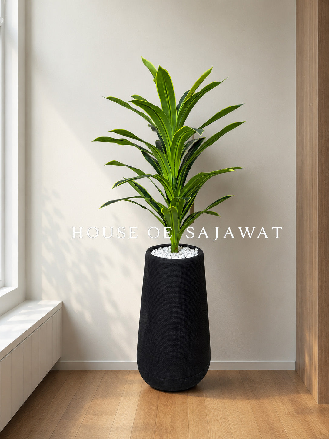 (PA1012) Snake Plant With Planter