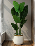 (PA11022) Banana Plant With Pot