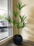 (PA1025) Dracaena Marginata Plant With Planter