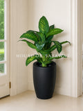 (PA1028) Dieffenbachia Plant With Planter