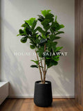 Fiddle Leaf Plant (PA103)