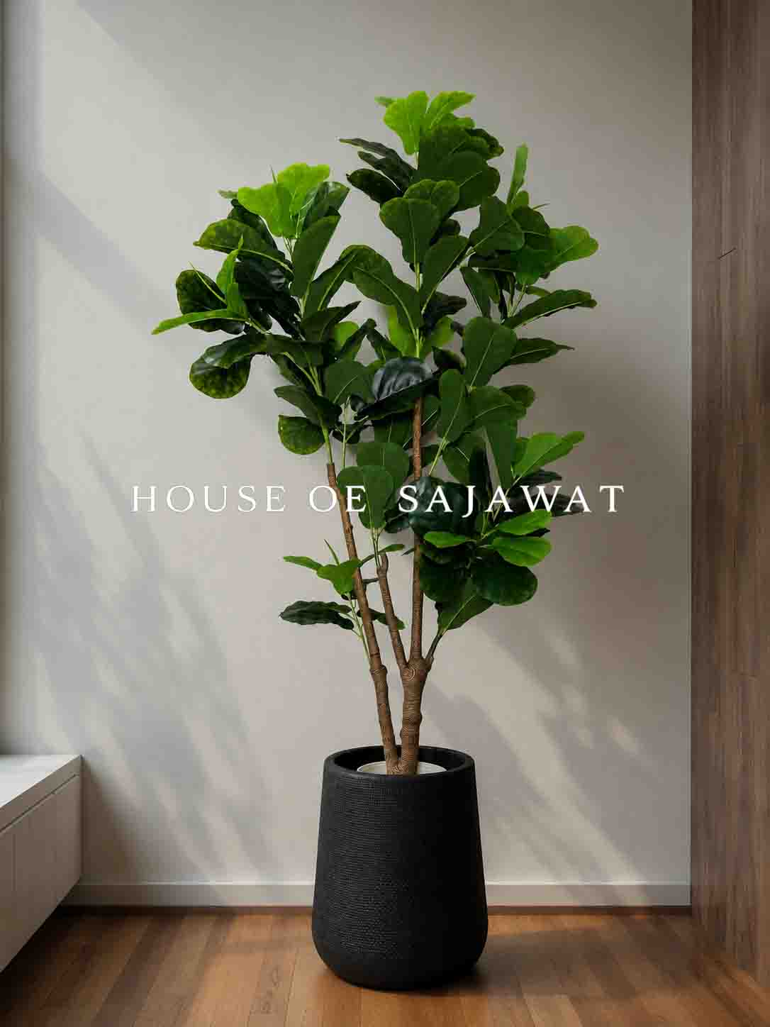 Fiddle Leaf Plant (PA103)