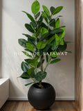 (PA1030) Ficus Elastica With Planter