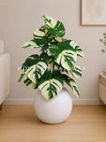 (PA1032) Monstera Plant With Pot