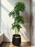 (PA1038) Tamarind Tree With Pot