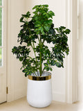 (PA1039) Cheecho Plant With Planter
