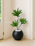 (PA1046) Dracaena Plant With Planter