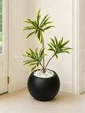 (PA1051) Dracaena Plant With Planter