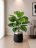 (PA1052) Dumb Cane Plant With Pot