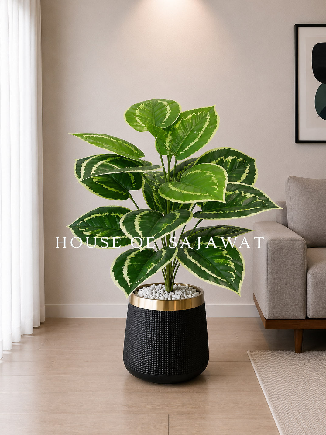 (PA1052) Dumb Cane Plant With Pot