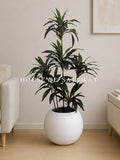 (PA1063) Red Dracaena Reflexa Plant With Planter