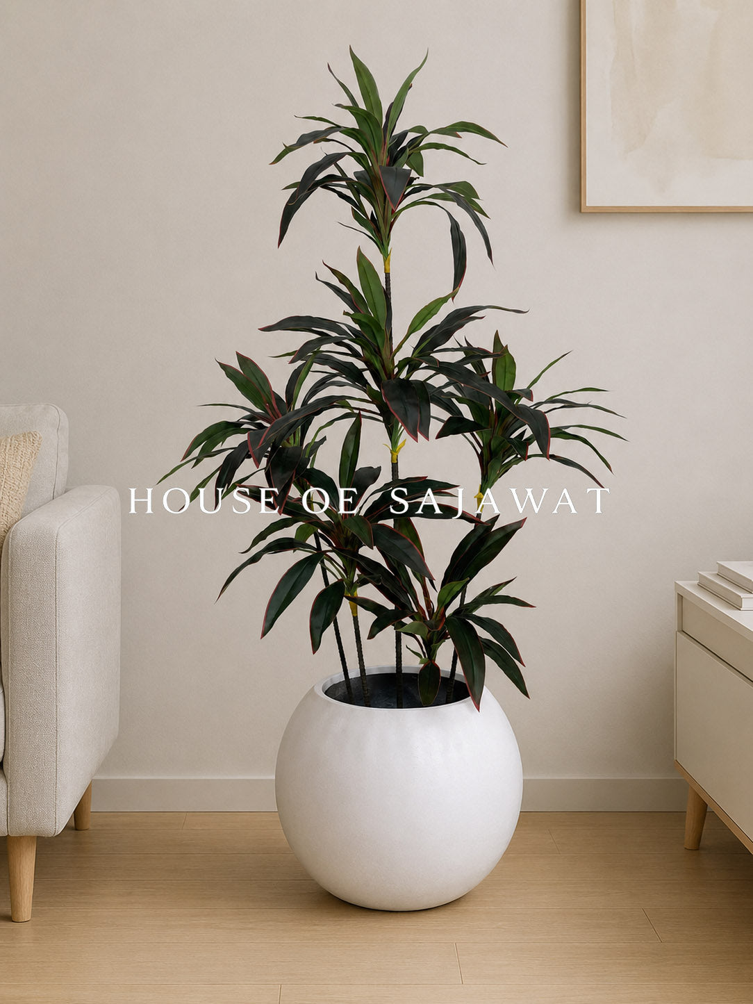 (PA1063) Red Dracaena Reflexa Plant With Planter