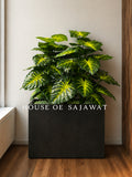 (PA1066) Kiyari With Money Plant