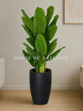 (PA107) Bambo Banana Plant With Planter
