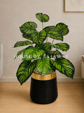 (PA1071) Money Plant With Planter