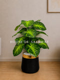 (PA1072) Anthurium Plant With Planter