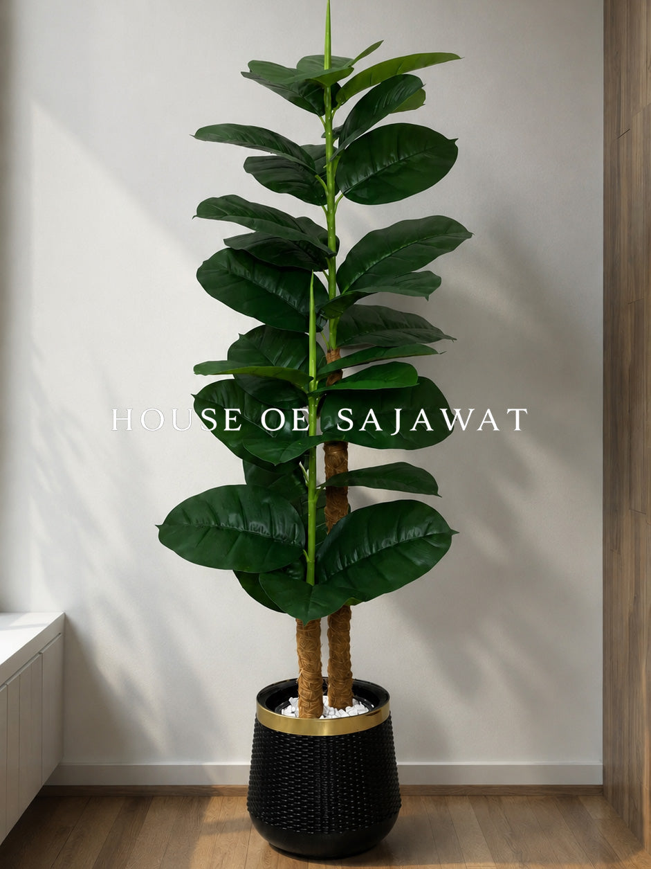 (PA1073) Ficus Lyrata Plant With Planter
