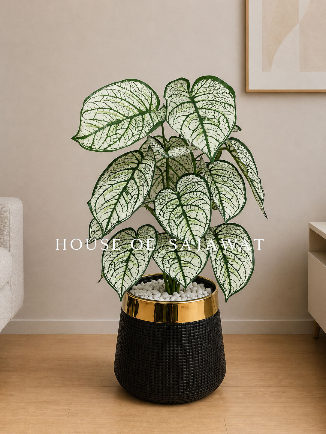 (PA1077) Caladium Plant With Planter