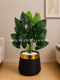 (PA1078) Caladium Plant With Planter