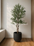 (PA108) Olive Plant With Planter