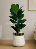 (PA1080) Ficus Elastica With Pot