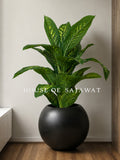(PA1081) Dieffenbachia Plant With Planter