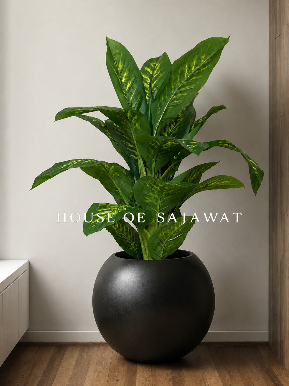(PA1081) Dieffenbachia Plant With Planter