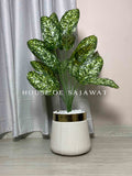 (PA1082) Dumb Cane Plant