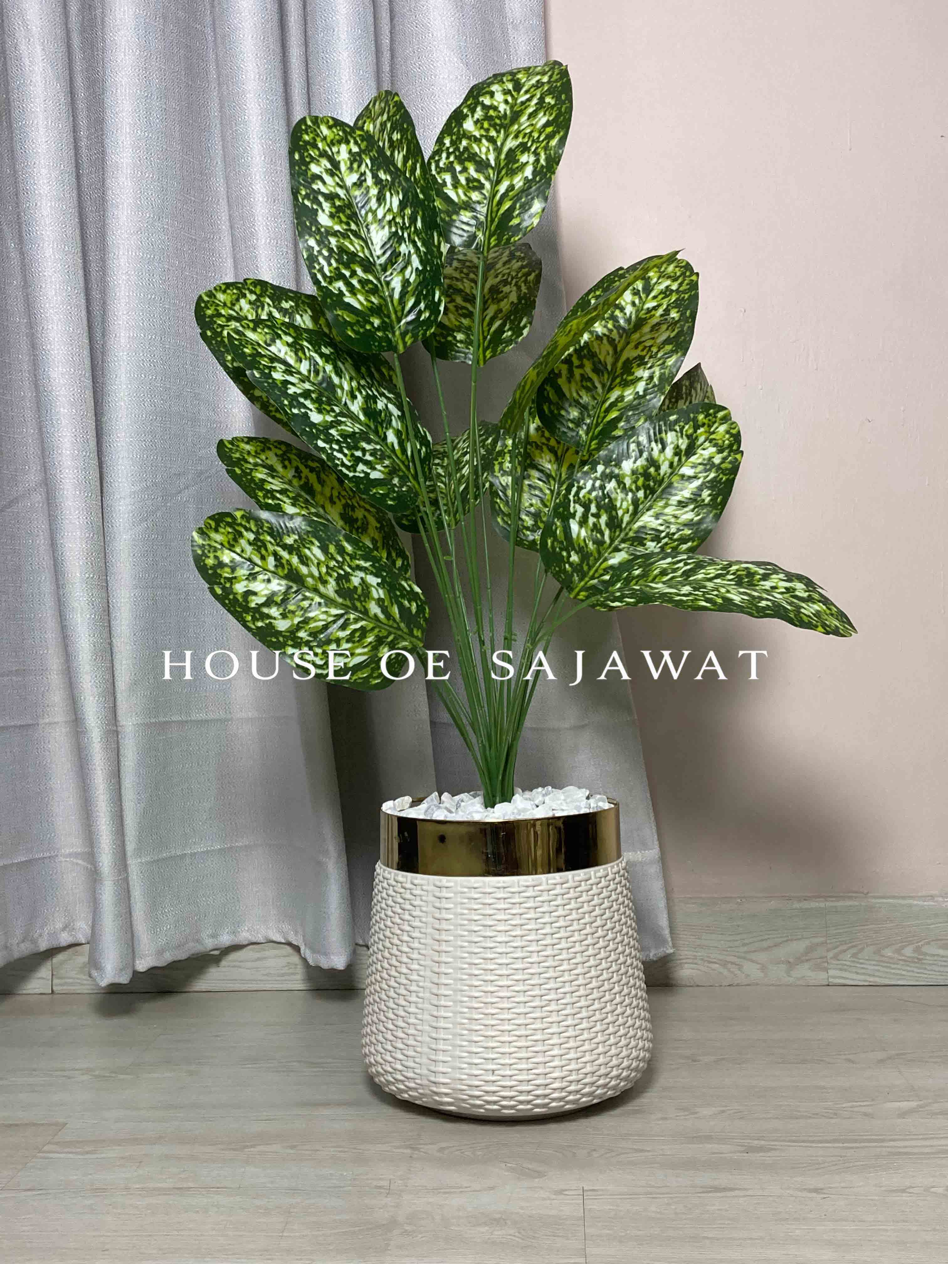 (PA1082) Dumb Cane Plant