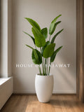 (PA1085) Banana Plant