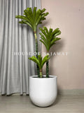 (PA1087) Kentia Palm With Planter
