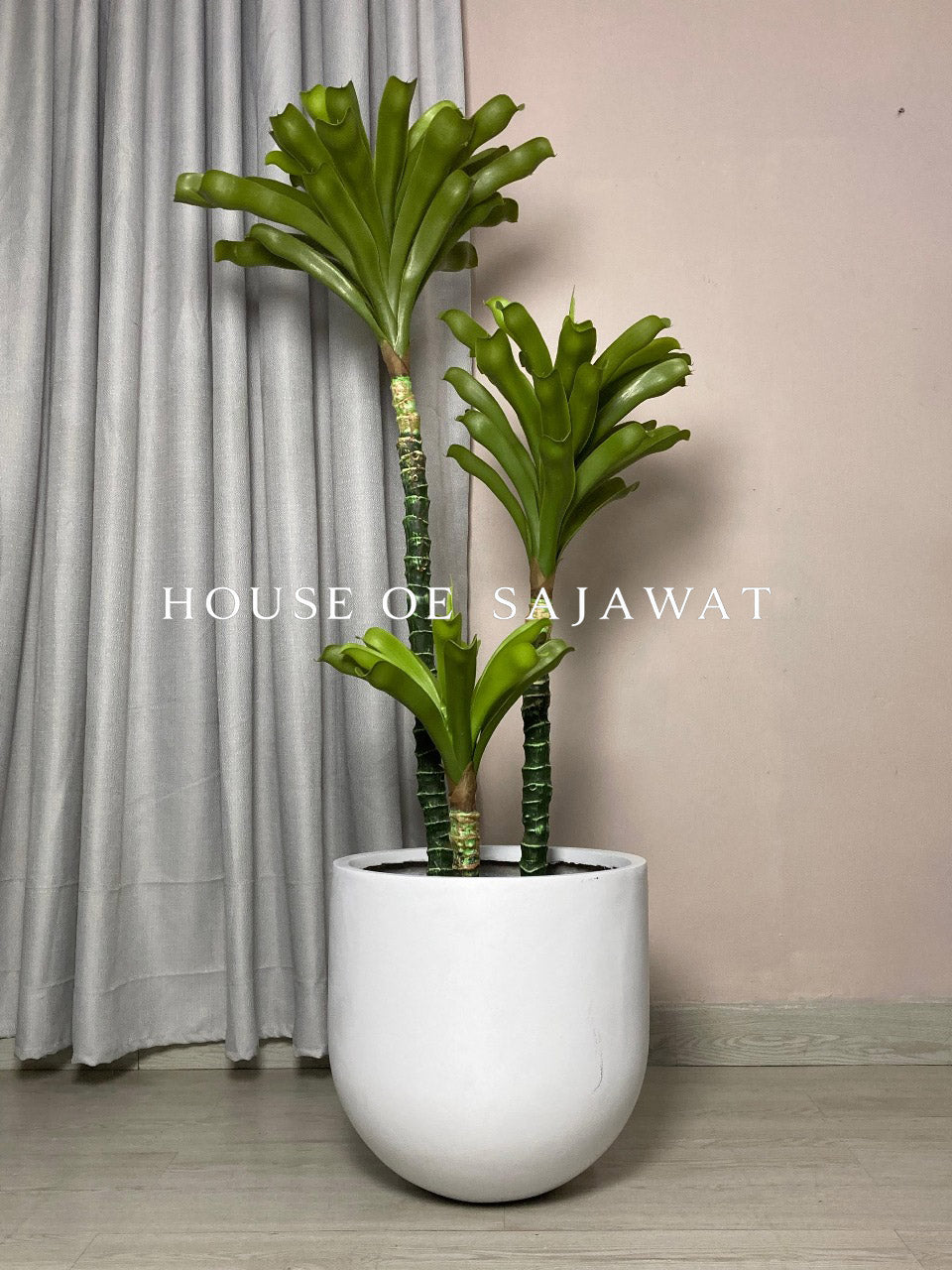 (PA1087) Kentia Palm With Planter