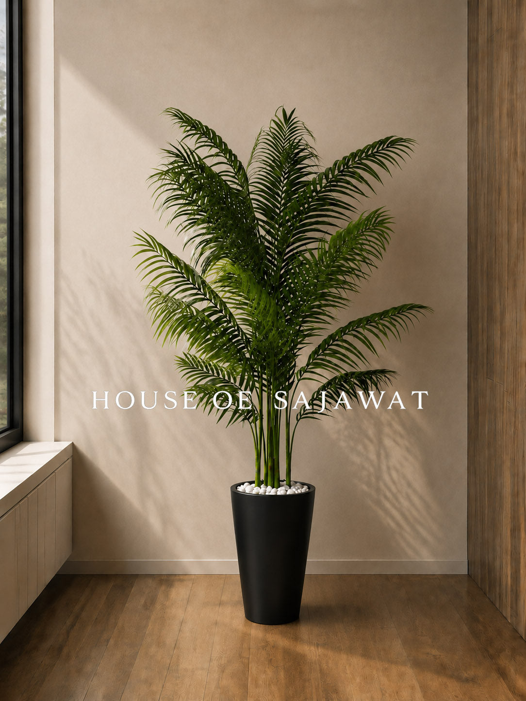 (PA1091) Areca Plam